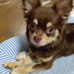 チワワ黒　男の子　２歳