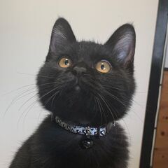 甘え上手な黒子猫