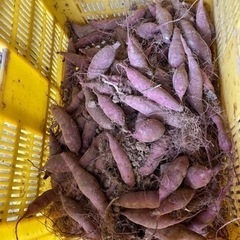 大津町産　さつまいも『紅はるか』２０キロ　エサ用