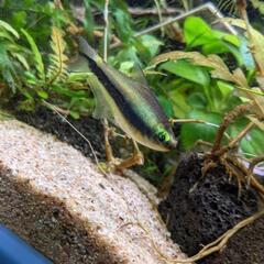 熱帯魚と川魚差し上げますの画像