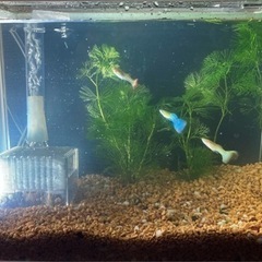 国産グッピーの稚魚あげます！の画像
