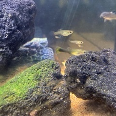 国産グッピーの稚魚あげます！の画像