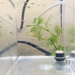 国産グッピーの稚魚あげます！の画像