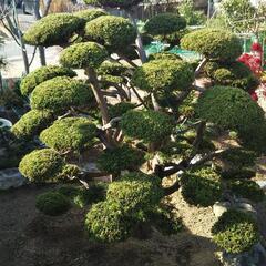 真柏 シンパク の画像