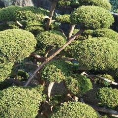 真柏 シンパク の画像