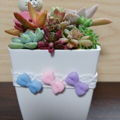 多肉植物寄せ植え 鉢に少しだけデコレーション①