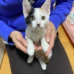 頭とシッポが三毛猫、ほか白柄女の子　生後約2ヶ月半