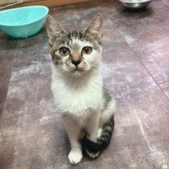 幸せが欲しいの。ノラの子供でしたが懐っこいよ。