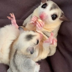 フクロモモンガモザイク♂