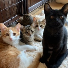 生後約3ヶ月の子猫　茶白・黒・三毛・キジトラ