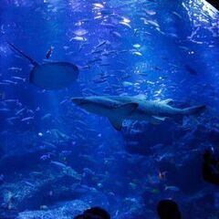 明日　すみだ水族館に行きませんか