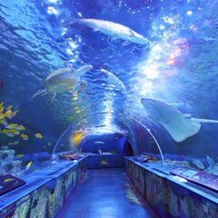 明日　すみだ水族館に行きませんか - 葛飾区