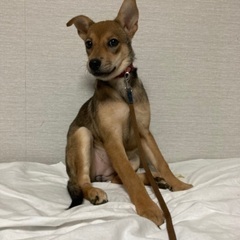 生後4〜5ヶ月メス里親募集