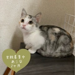 【募集を一時停止します】珍しいグレー三毛の女の子☆生後2ヶ月あこちゃん