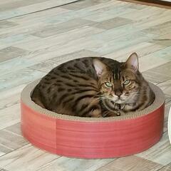 迷子猫　ベンガル