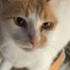 【家族】として迎えて下さる方を探してます