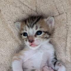 生後3ヶ月くらいの子猫と母猫です🐱
