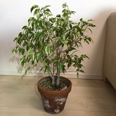 観葉植物　ベンジャミン　スターライト　斑入り　バリエガタ