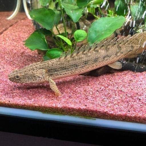 ポリプテルス　アンソルギー