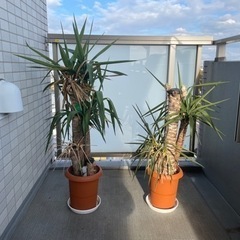 ユッカ　2個　11/7撮影画像　観葉植物