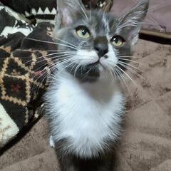 子猫の里親様 決まりました。