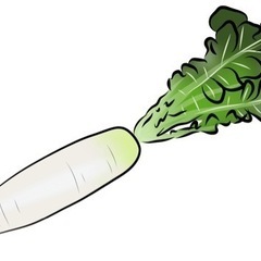 【急募本日】大根 赤カブ　抜き放題　１００本まで ５００円　江別...