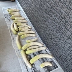 大根あげます