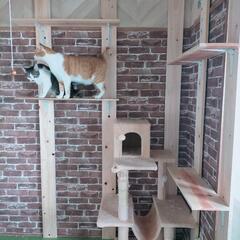 キャットウォール　DIYします❣　女性がお伺いします❣