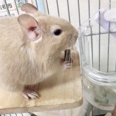 デグー1歳7ヶ月♂里親になってください