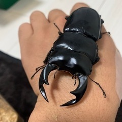 ネパールアンタエウスオオクワガタオス単の画像