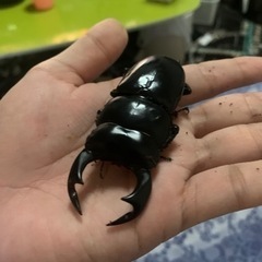 ネパールアンタエウスオオクワガタオス単