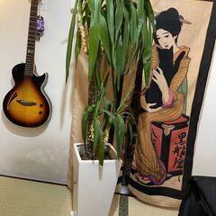 【～11/14】観葉植物　幸福の木（立派な陶器の鉢付き）　ドラセナ・マッサンゲアナ　高さ150㎝の画像