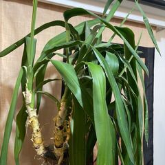 【～11/14】観葉植物　幸福の木（立派な陶器の鉢付き）　ドラセナ・マッサンゲアナ　高さ150㎝の画像