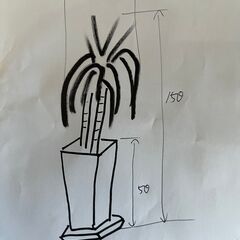 【～11/14】観葉植物　幸福の木（立派な陶器の鉢付き）　ドラセナ・マッサンゲアナ　高さ150㎝の画像