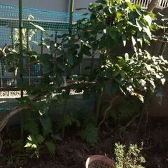 紫アケビの植木