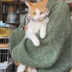 静かなしずちゃん - 猫