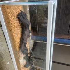 水槽　60cm スリム型