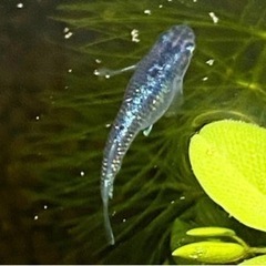 メダカMIX 幼魚(1cm超え個体)