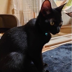 黒ネコ🐈‍⬛オス
