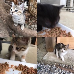 5匹の子猫🐈🐈‍⬛🐈🐈🐈里親募集♪