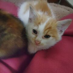 かわいい雑種の子猫です。