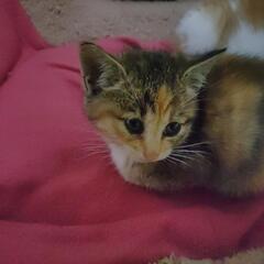 雑種のかわいい子猫です。