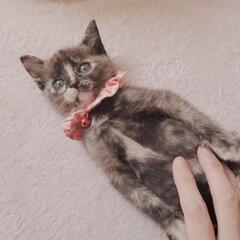 ★ご家族が決まりした💕1.5ヵ月　サビ猫ちゃん　女の子🐈　2匹兄妹