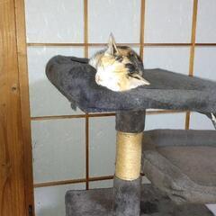 三毛猫ちゃんと茶トラくんです。