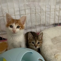 トライアル決定❗️一時募集中止‼️２ヶ月半の兄妹子猫❤️