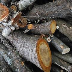 広葉樹、薪やキノコに最適。軽トラ積み放題。の画像