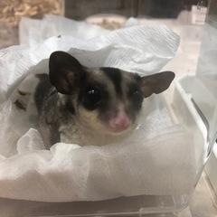 エキゾチックレプタイル　仲間募集！
