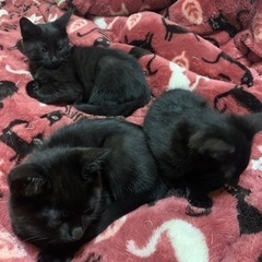 元気いっぱい子猫たちです　釧路近郊