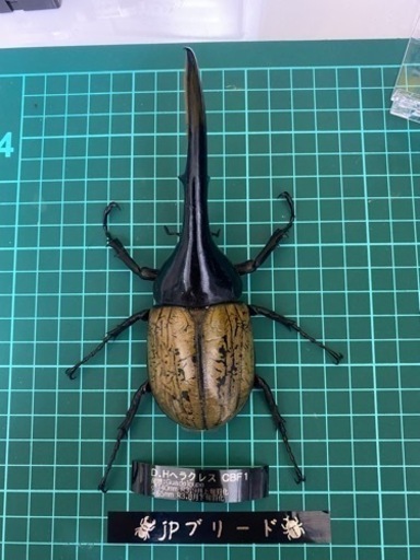 売れました‼︎ヘラクレス　140mm成虫ペア 【クワガタ、カブトムシ】