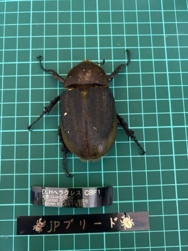 売れました‼︎ヘラクレス　140mm成虫ペア 【クワガタ、カブトムシ】